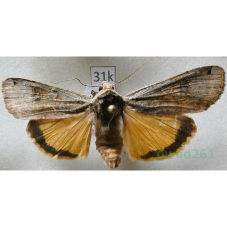 Noctua pronuba (Linnaeus, 1758) Rolnica tasiemka Czech31k